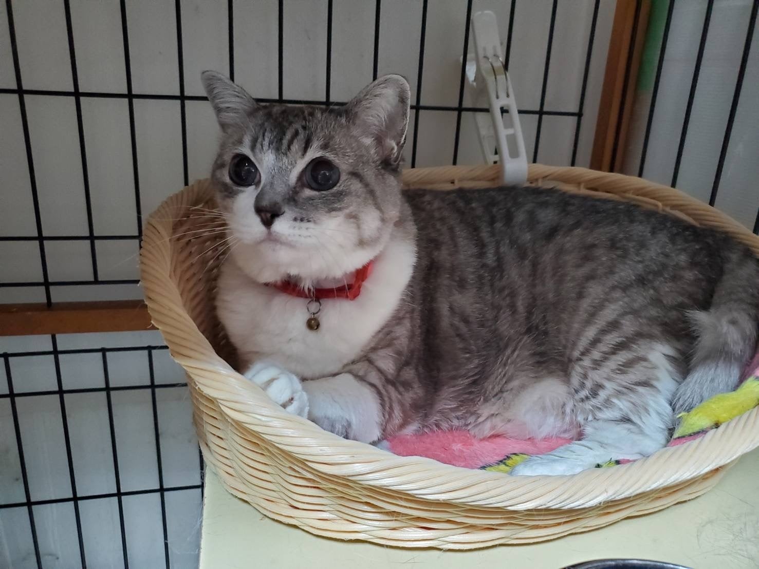 ☆8月8日は世界猫の日！猫好きにはたまらない、大丸梅田店の「ね