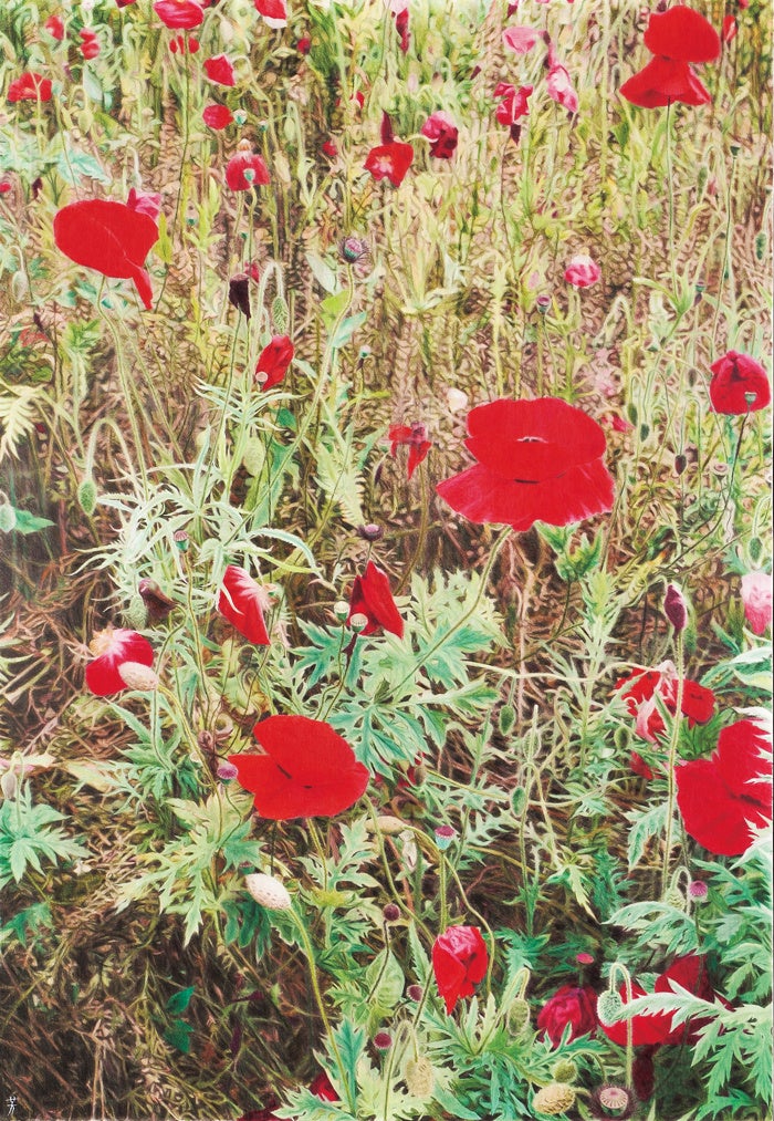 《ケシ》 2005、色鉛筆／紙