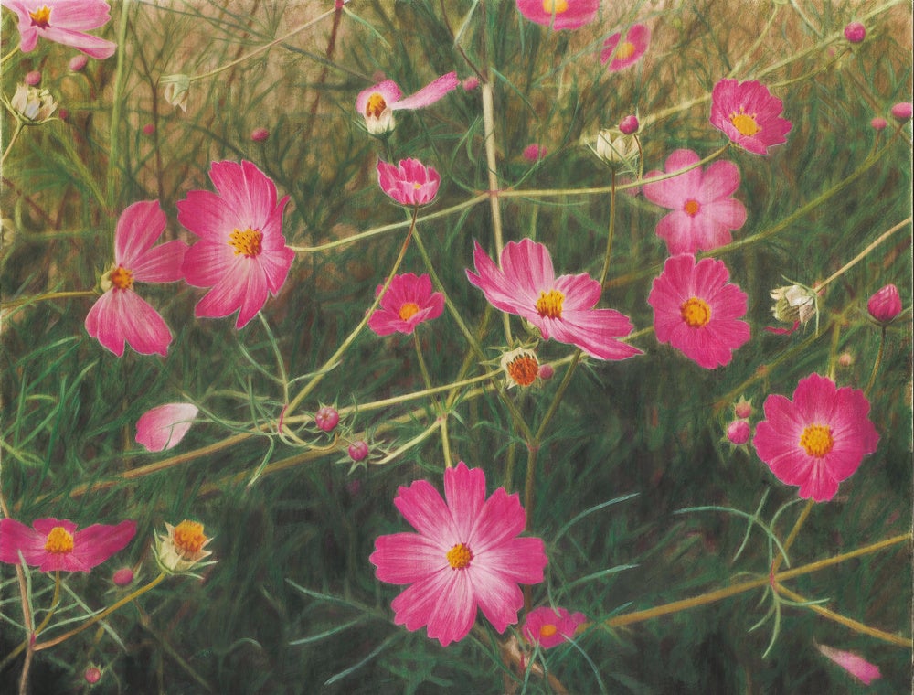 《コスモス》 2000-07、色鉛筆 ・墨／紙