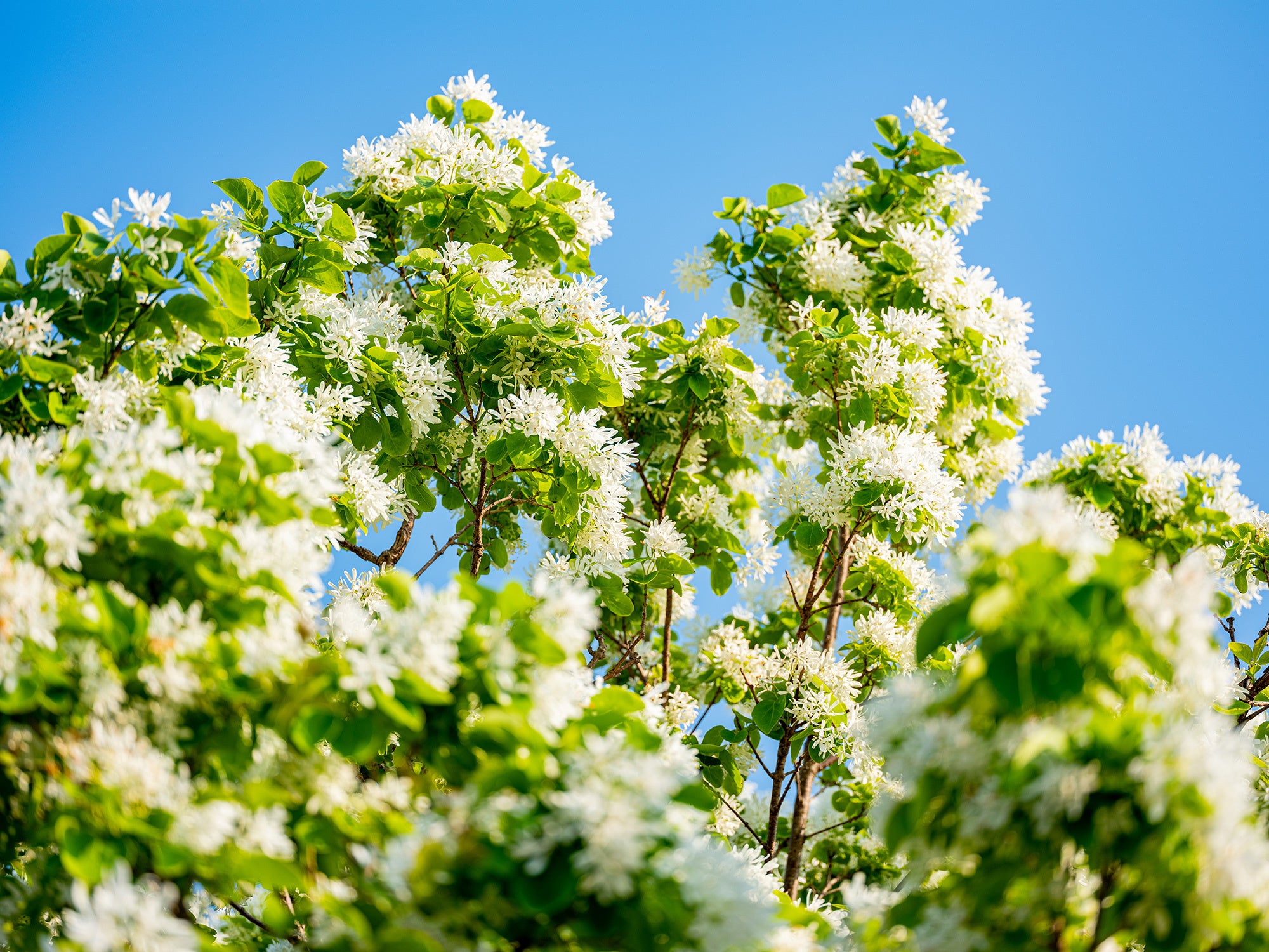 ▲ウミテラシ（モクセイ科・ヒトツバタゴ）