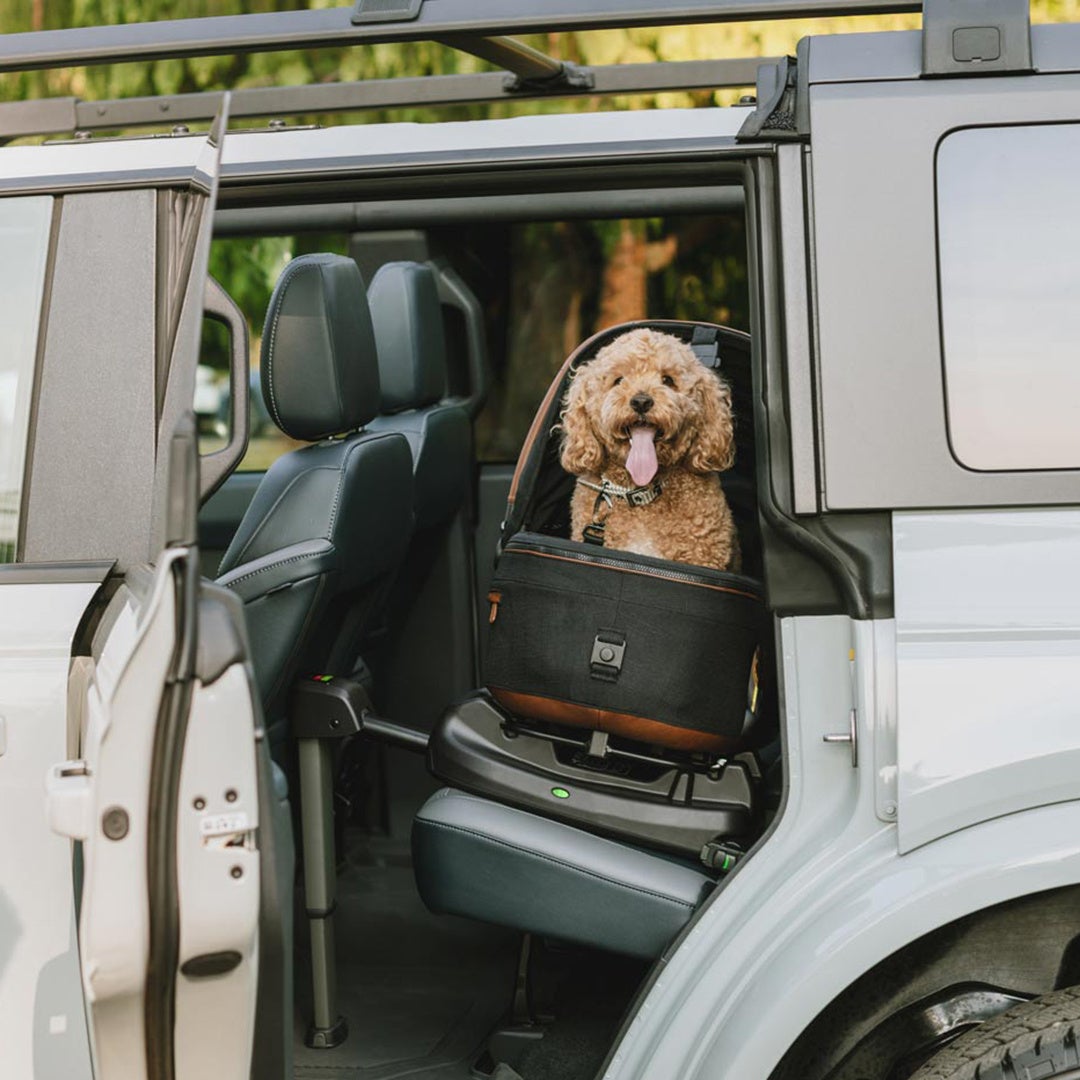 ペットケア用品ブランド「WAFONA」によるペット用品専門店『Paddy by WAFONA（パディ バイ ワフォナ）』が大丸京都店1階に期間限定オープン！