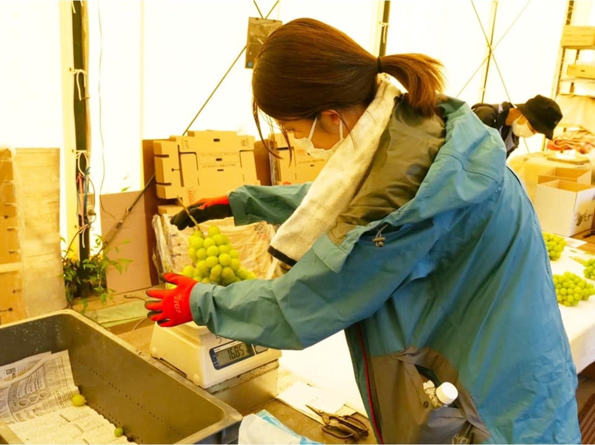 援農体験の様子