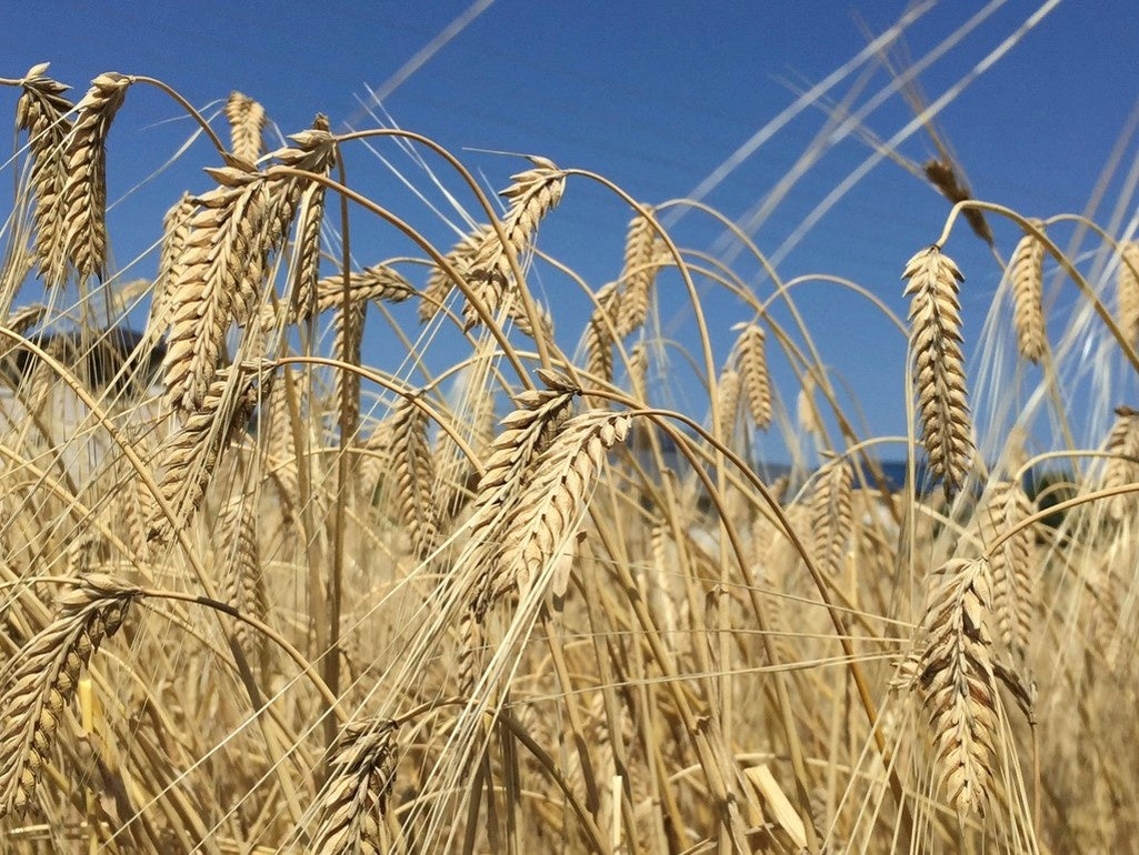 ５月 麦秋の頃、収穫直前のミカモゴールデンの様子