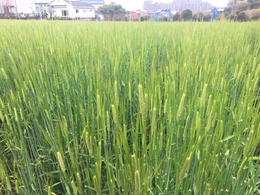 春(3月下旬～4月)のミカモゴールデンの様子