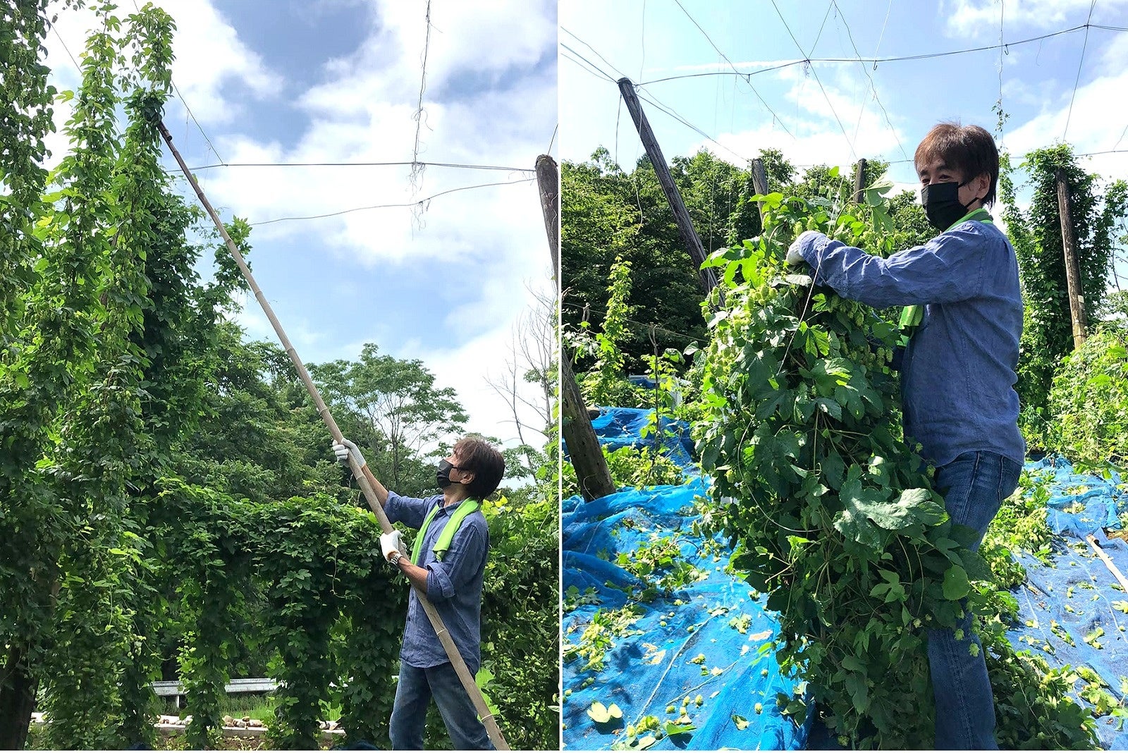 ホップ収穫風景(サンクトガーレン岩本)