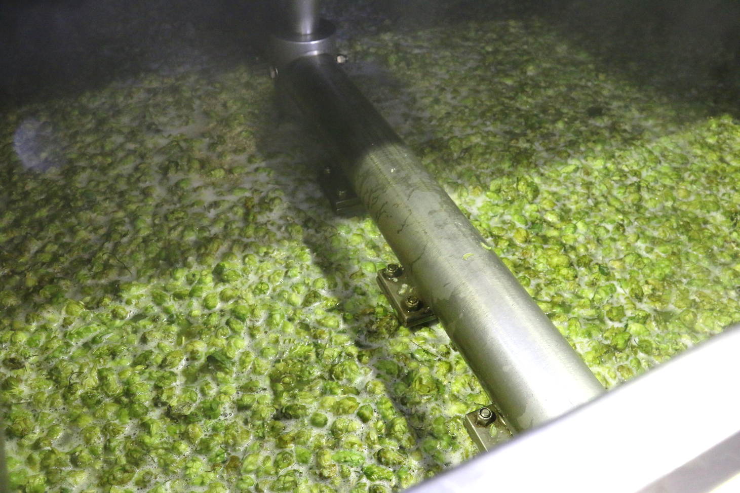 大量のホップが浮かぶ糖化槽の中