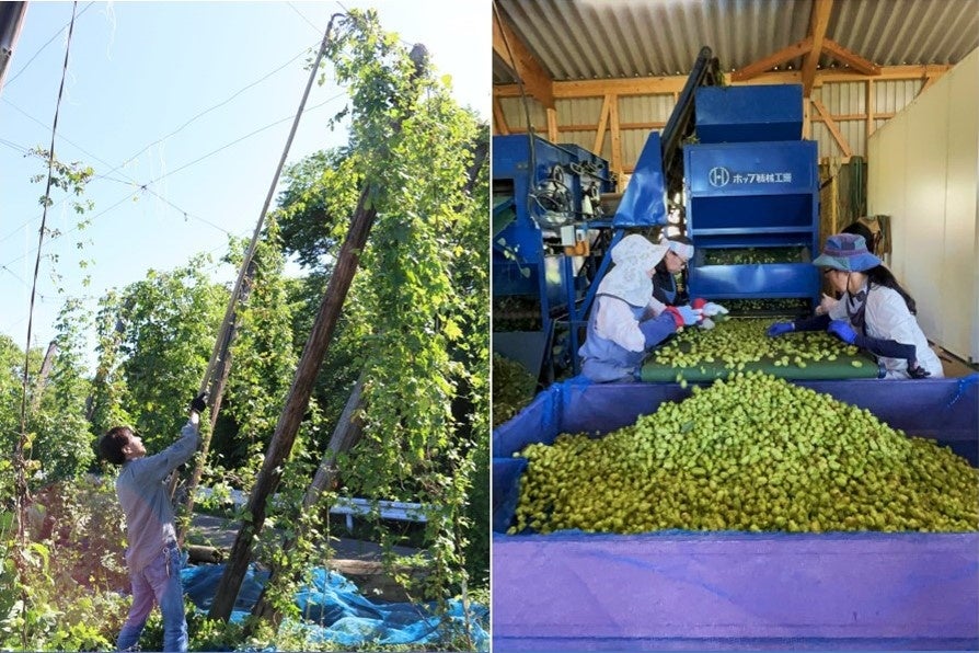 ホップ収穫風景