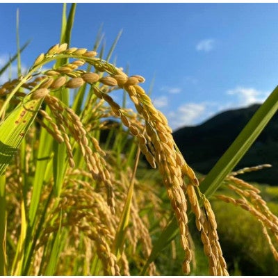 [岡山県美作市]2022年度「上山棚田の稲株主制度(ベーシック)【1口100株】」