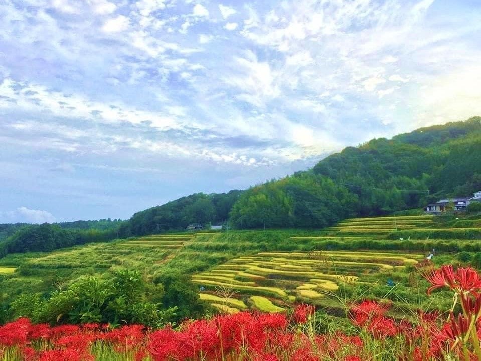 内成棚田（大分県別府市）