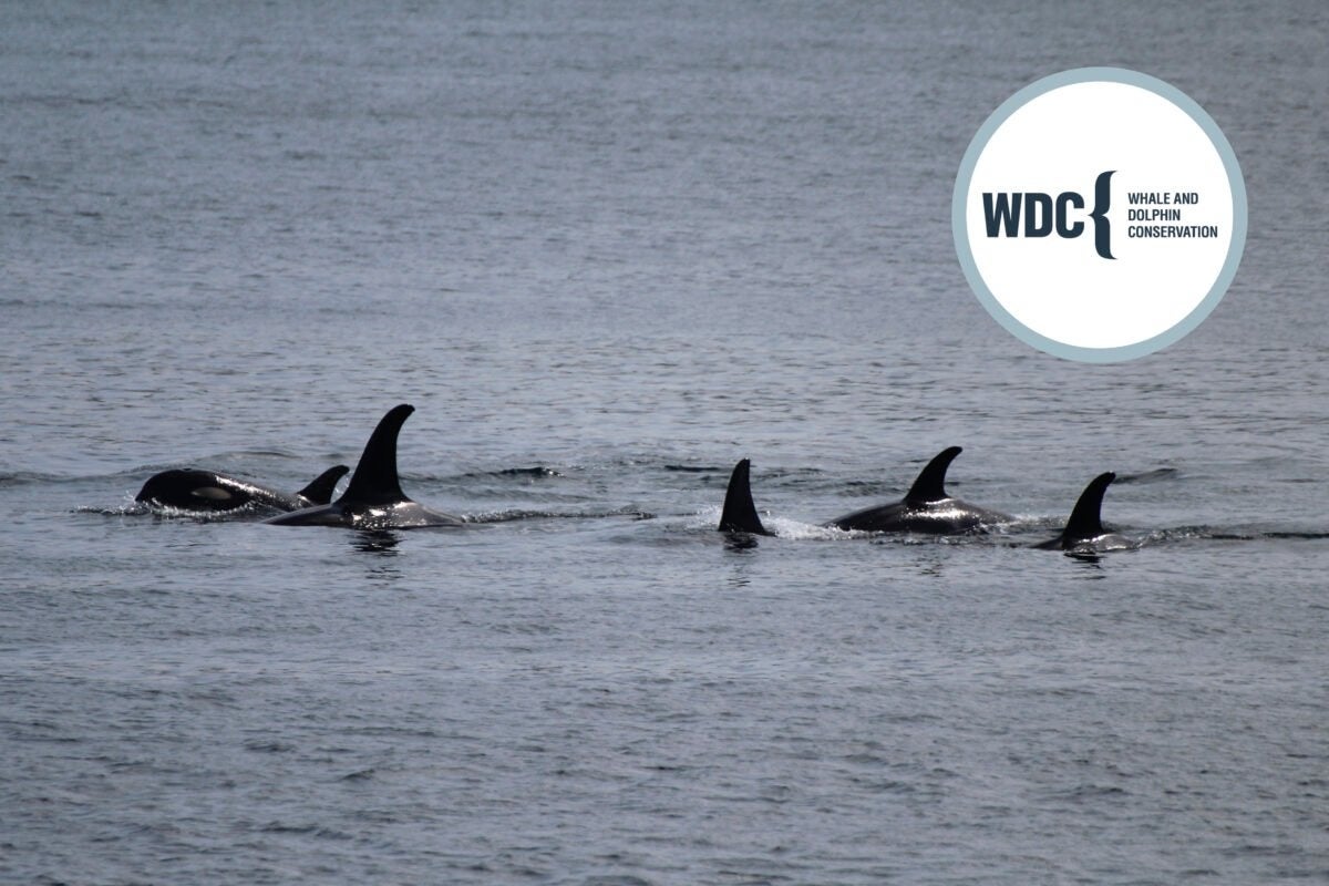 くじらの保護と海の環境保全に貢献