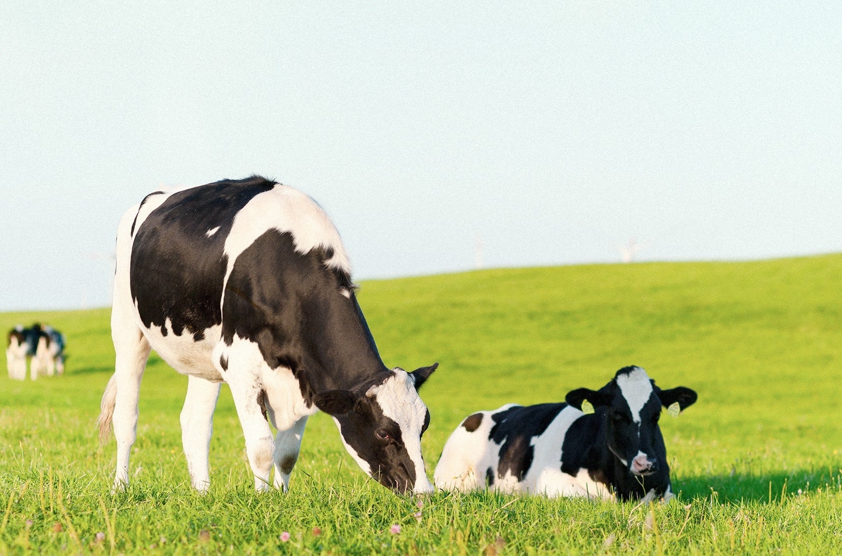 グラスフェッドイメージ