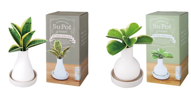 左 サンセベリア、右 ホヤカーリー