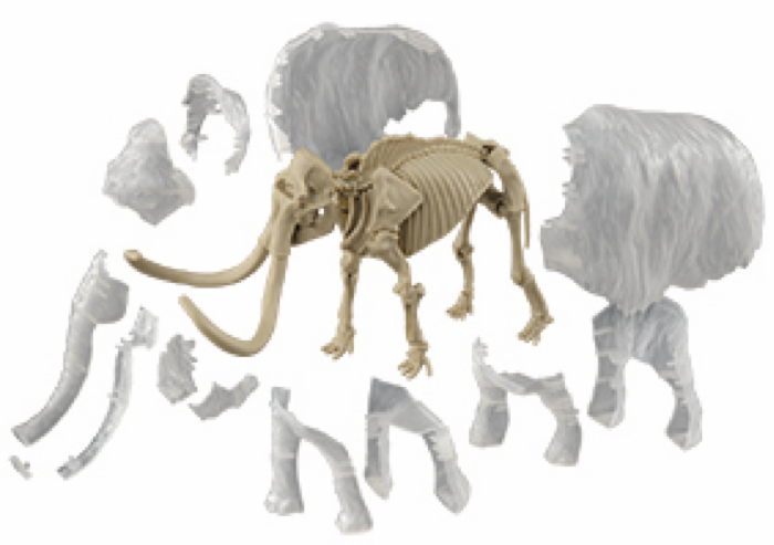 骨格の上から外皮パーツを取り付けて完成。歩いている様子を再現した外皮は着脱可能。