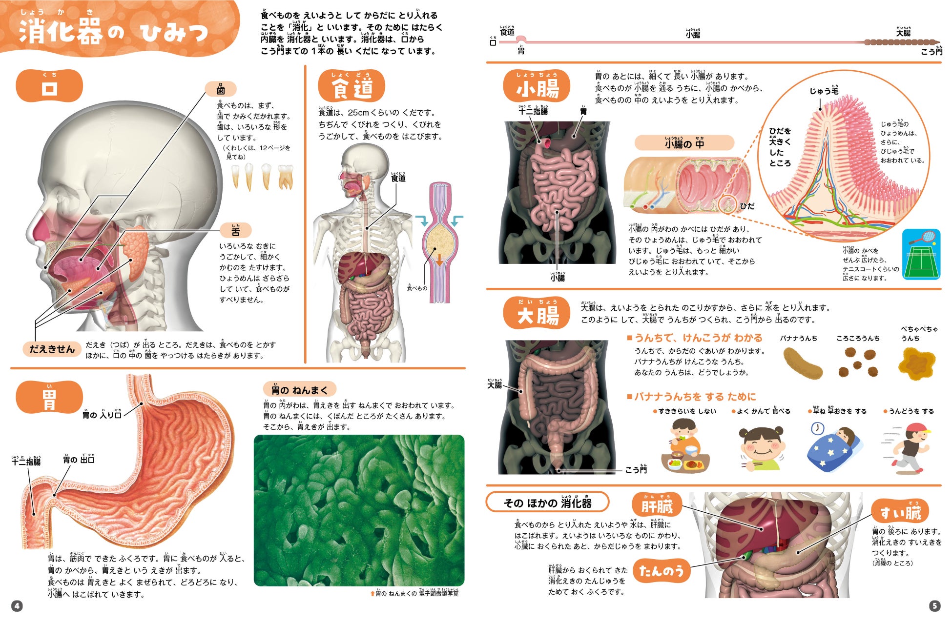 理系脳が育つ めくって学べる シリーズの最新刊 からだのしくみ図鑑 が新発売 株式会社 学研ホールディングスのプレスリリース 理系脳が育つ めくって学べる シリーズの最新刊 からだのしくみ図鑑 が新発売 株式会社 学研ホールディングスのプレスリリース