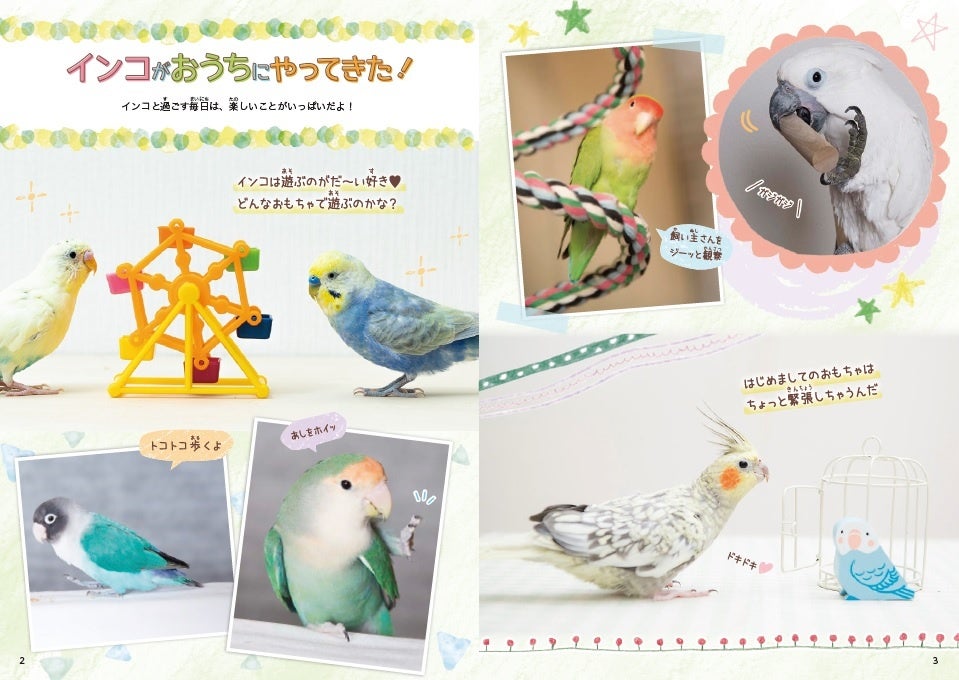 インコと仲よくなりたい そんな気持ちにこたえます まんがでお世話のキホンがよくわかるはじめての飼い方マニュアル インコがおうちにやってきた 発売 株式会社 学研ホールディングスのプレスリリース