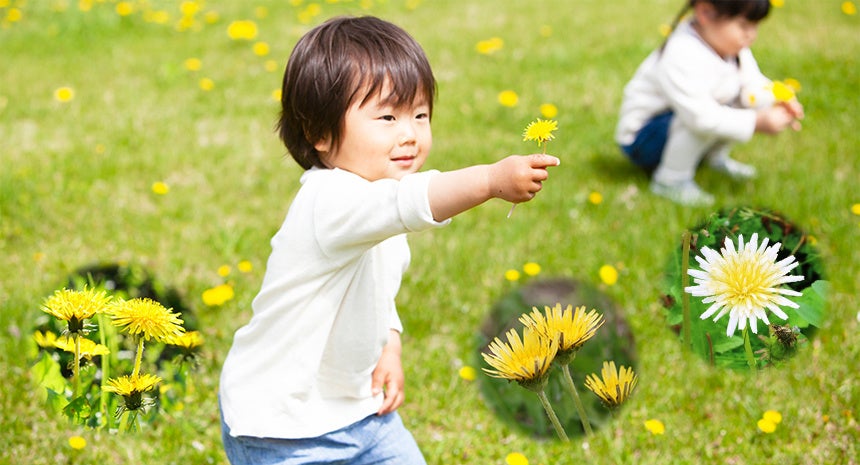 全国の親子が参加！身近な自然で環境調べ。「たんぽぽかんきょう