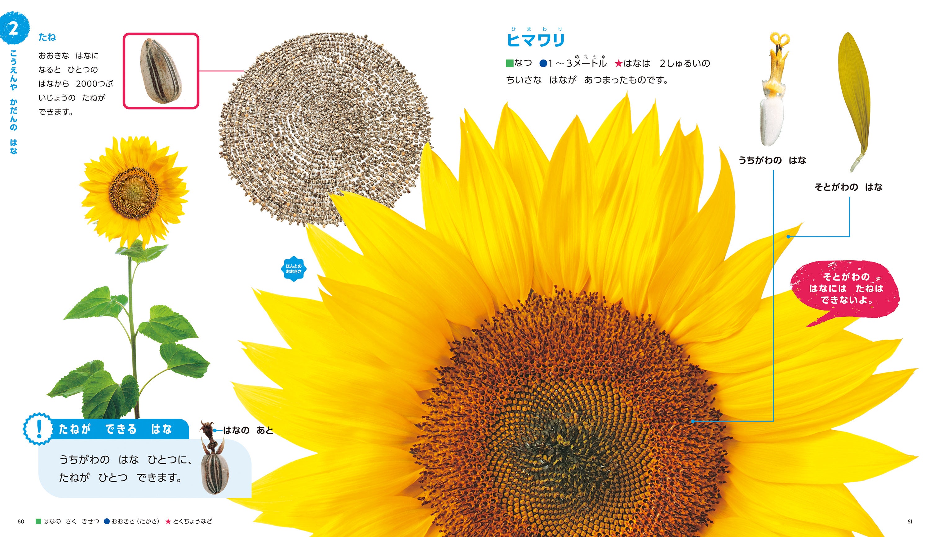 実物大（ほんとのおおきさ）の花の写真をたくさん掲載。イメージがわきやすく、花を探しに出かけたくなる。