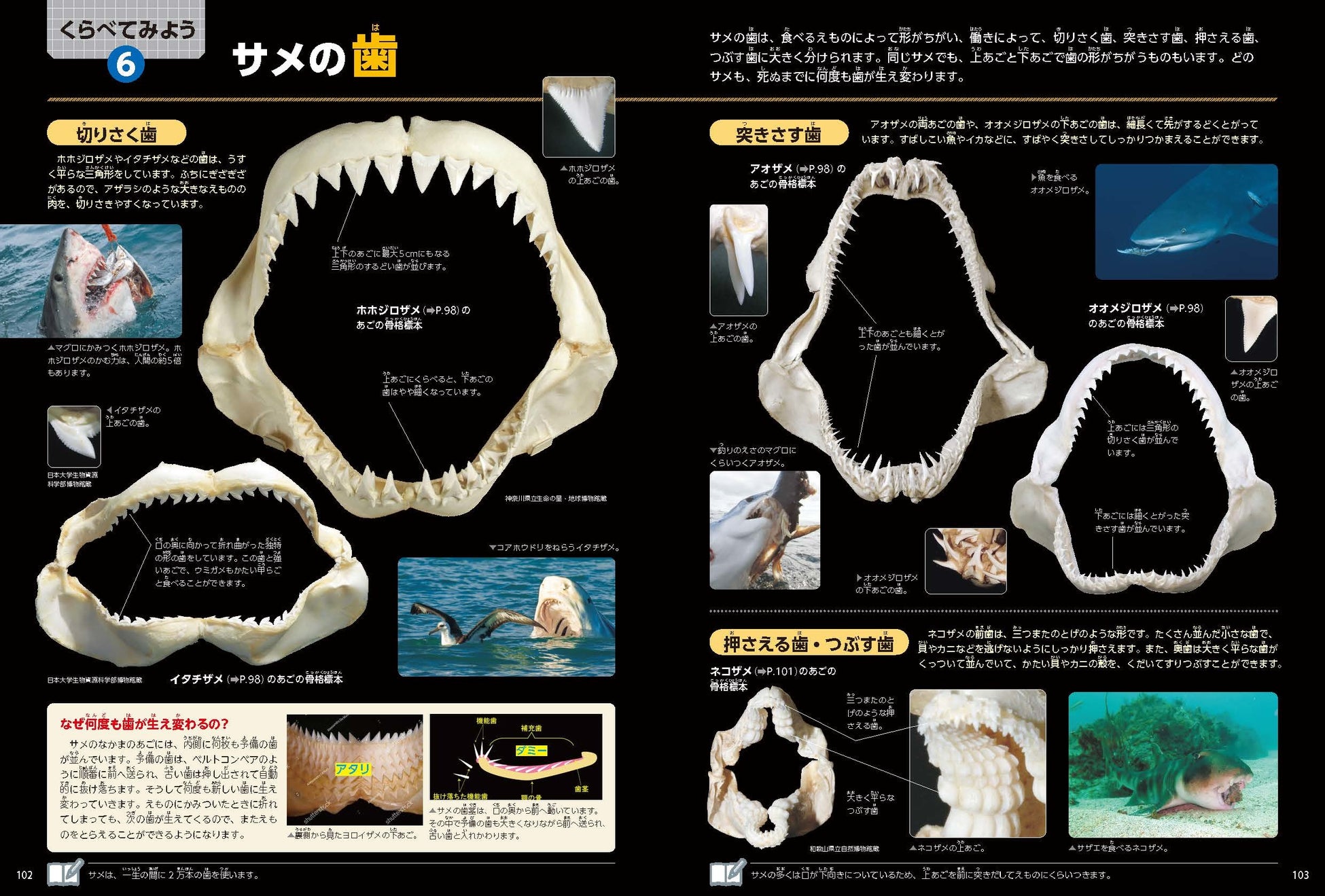 ▲「くらべてみよう」では、さまざまな危険生物の武器を比較します。