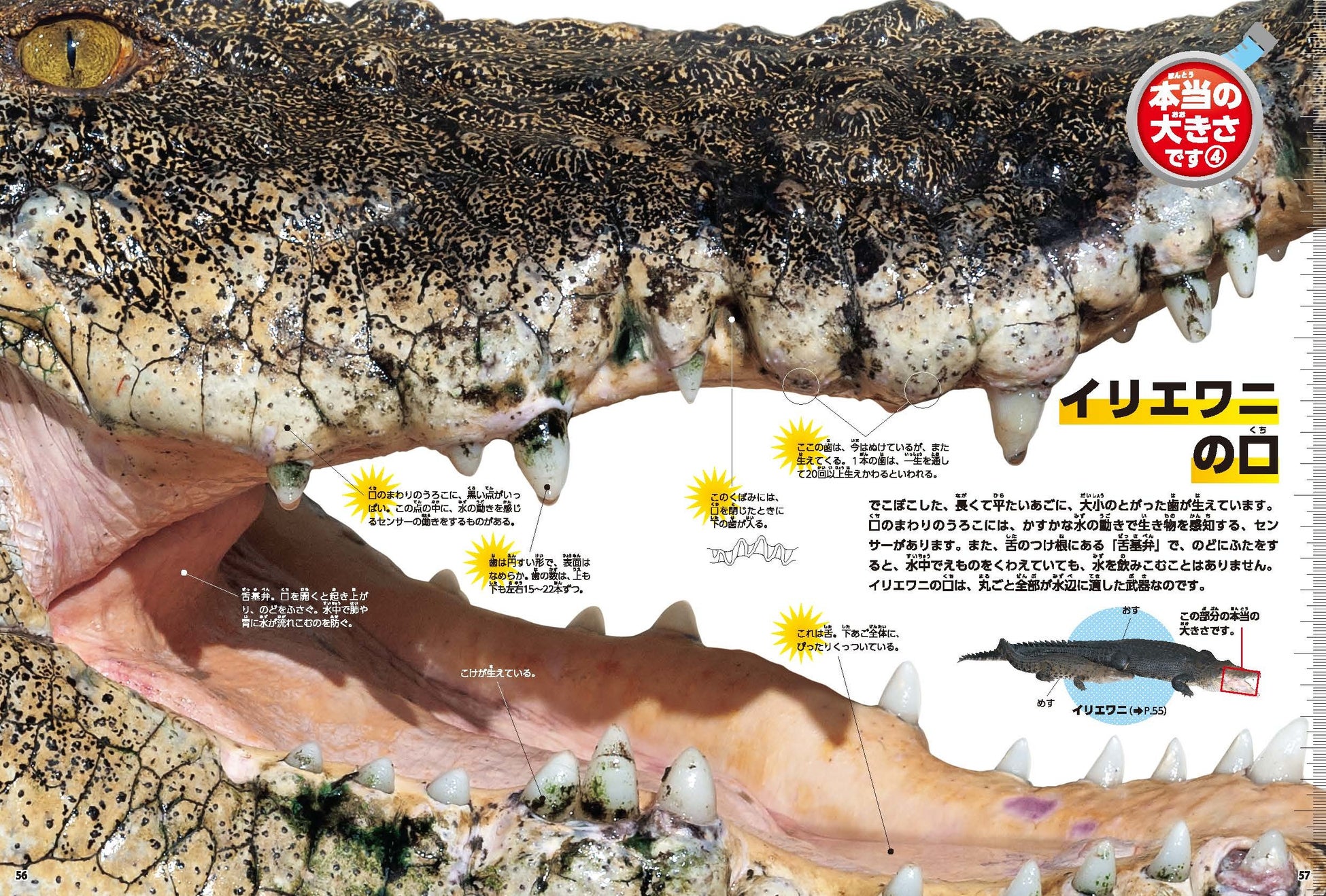 ▲「本当の大きさです」では、実物大の危険生物に圧倒されます!