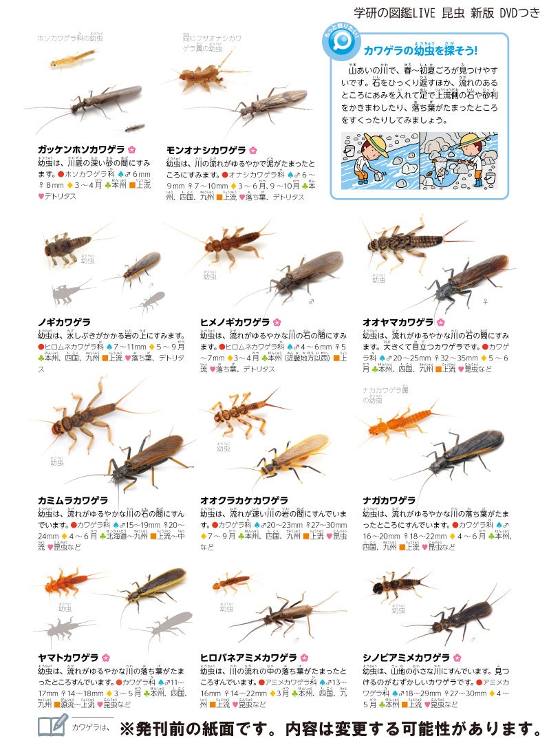 6月発売の 学研の図鑑live 昆虫 新版 制作過程で新種発見 ガッケンホソカワゲラ と命名し世界初の収録 株式会社 学研ホールディングスのプレスリリース 6月発売の 学研の図鑑live 昆虫 新版 制作過程で新種発見 ガッケンホソカワゲラ と命名し世界初の収録 株式会社 学研ホールディングスのプレスリリース