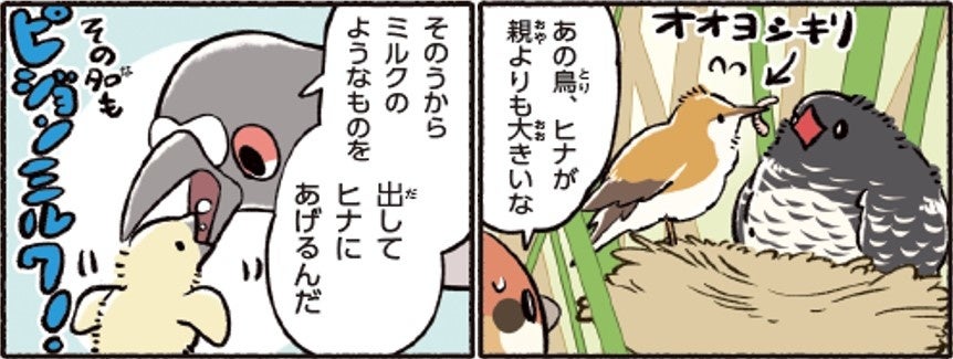 ユニークな鳥キャラクター 名付け親大募集！】 ゆとり屋のかわいい小鳥キャラクター