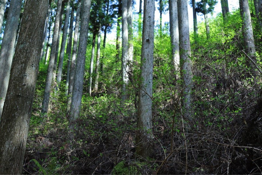 佐藤氏が管理する多様性溢れるFSC認証林