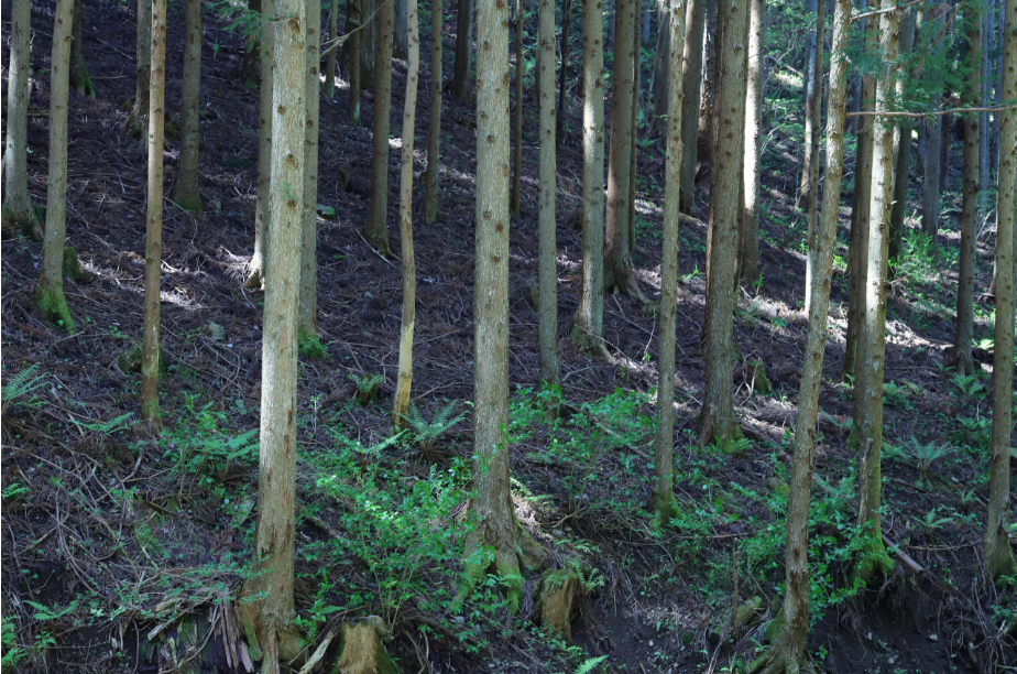 日当たりが悪く下草が生えず杉の根もむき出しの森林