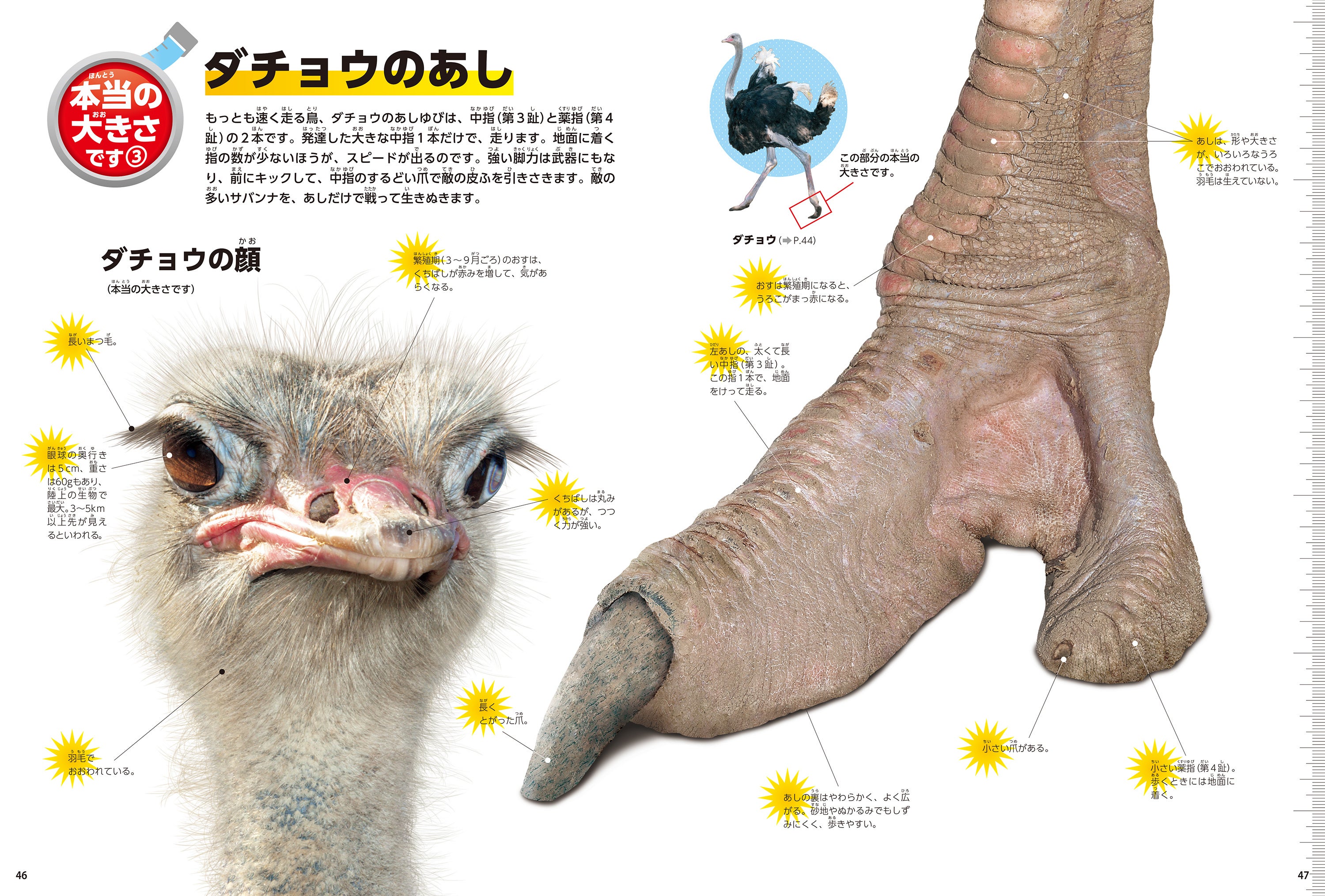 ▲「本当の大きさです」では、実物大の危険生物に圧倒される！