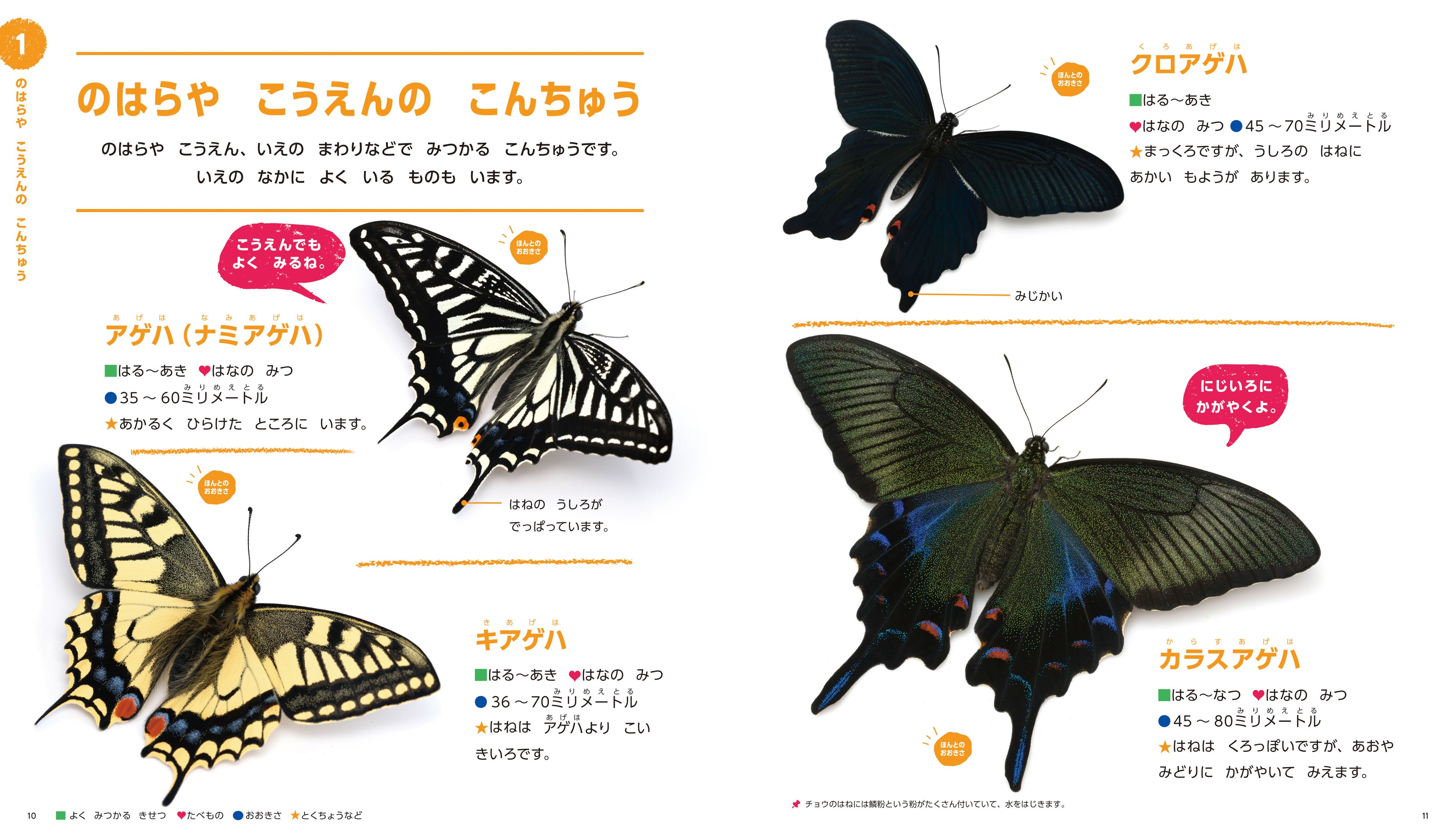 蝶図鑑☆アキリデス☆アルバム 1988年発行 完全手作り限定資料集②冊セット貴重 蝶図鑑☆アキリデス☆アルバム 1988年発行 完全手作り限定資料集②冊