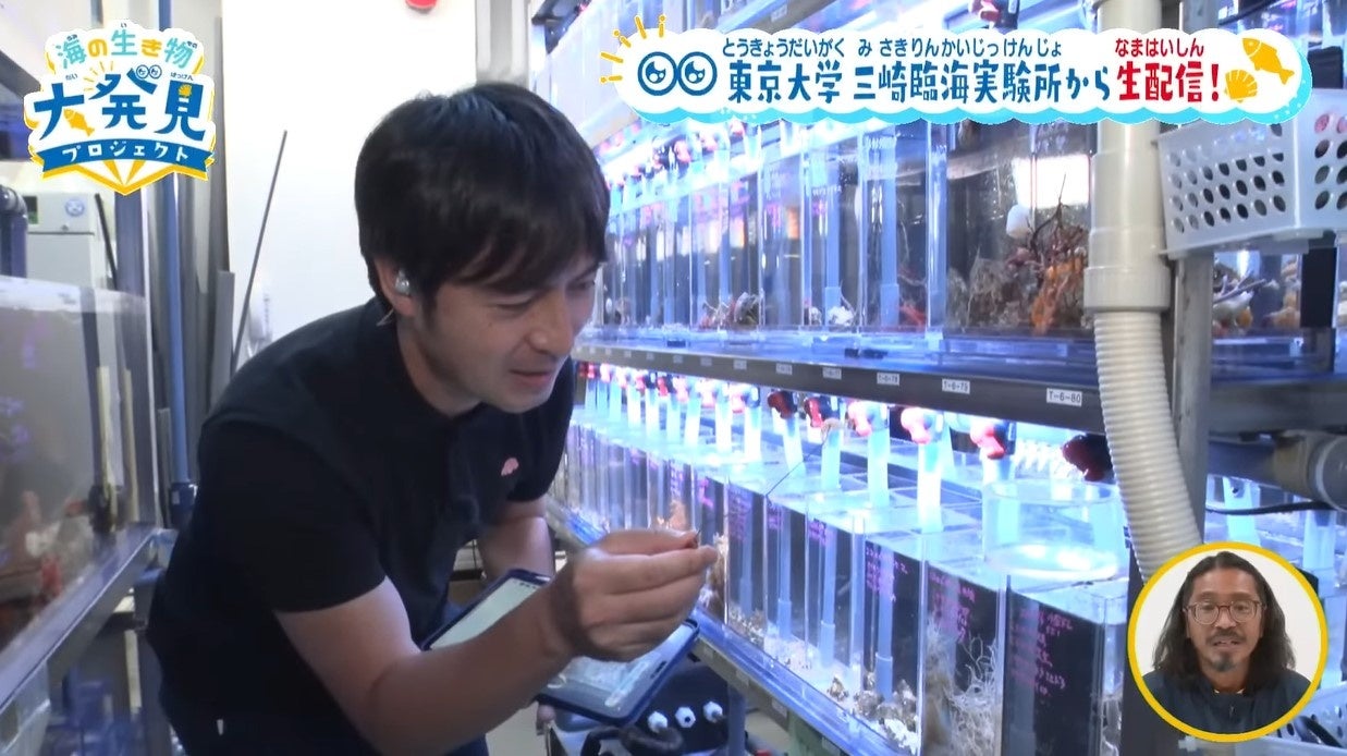 イソギンチャクに餌のオキアミを与える桝さん。