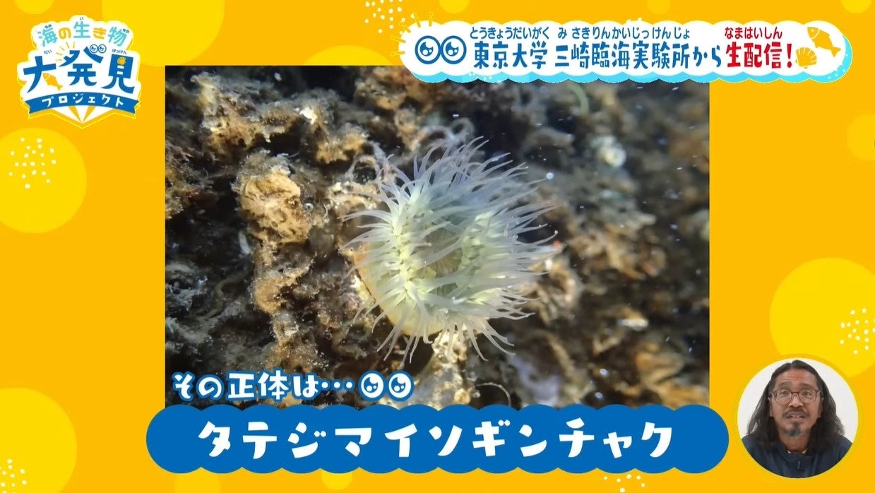 参加者が発見し、投稿してくれた生き物のひとつ・タテジマイソギンチャク。