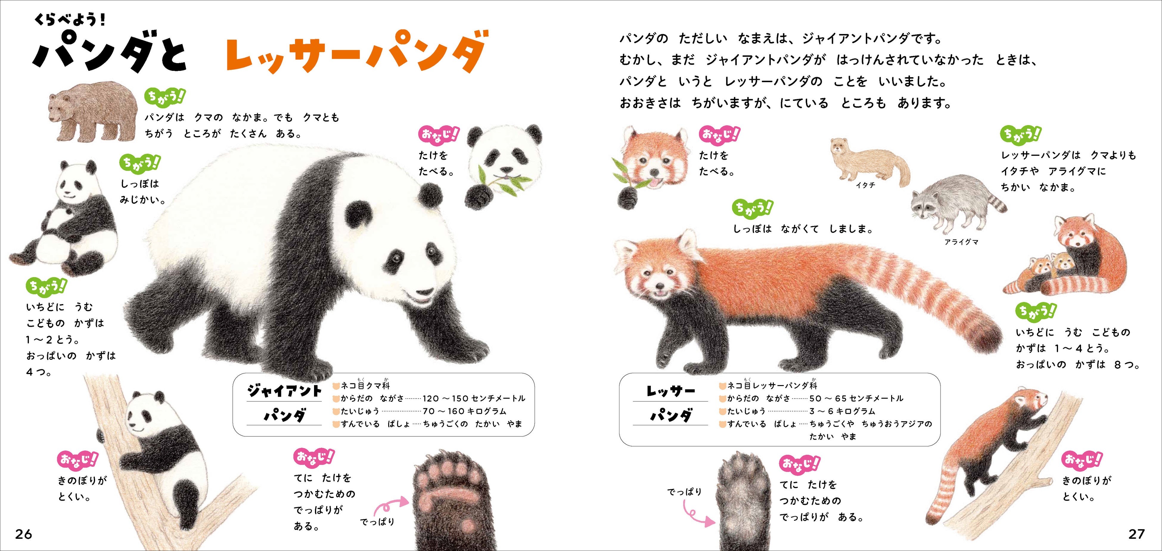 ▲「パンダ」と名のつく人気者・レッサーパンダ！　レッサーパンダも竹を食べるって知ってましたか？　じつは似ているところもあるんです。