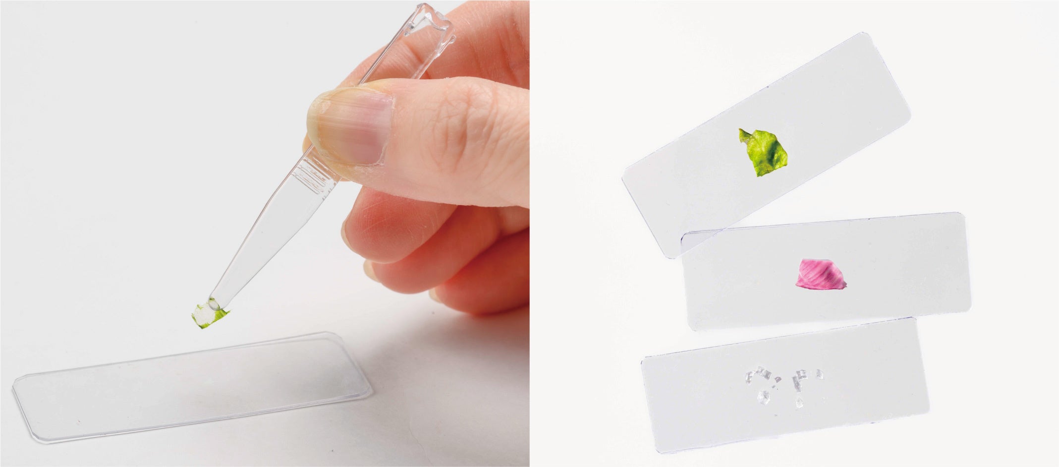 ▲スポイトやピンセットを使って、手作りの標本をつくることができます！