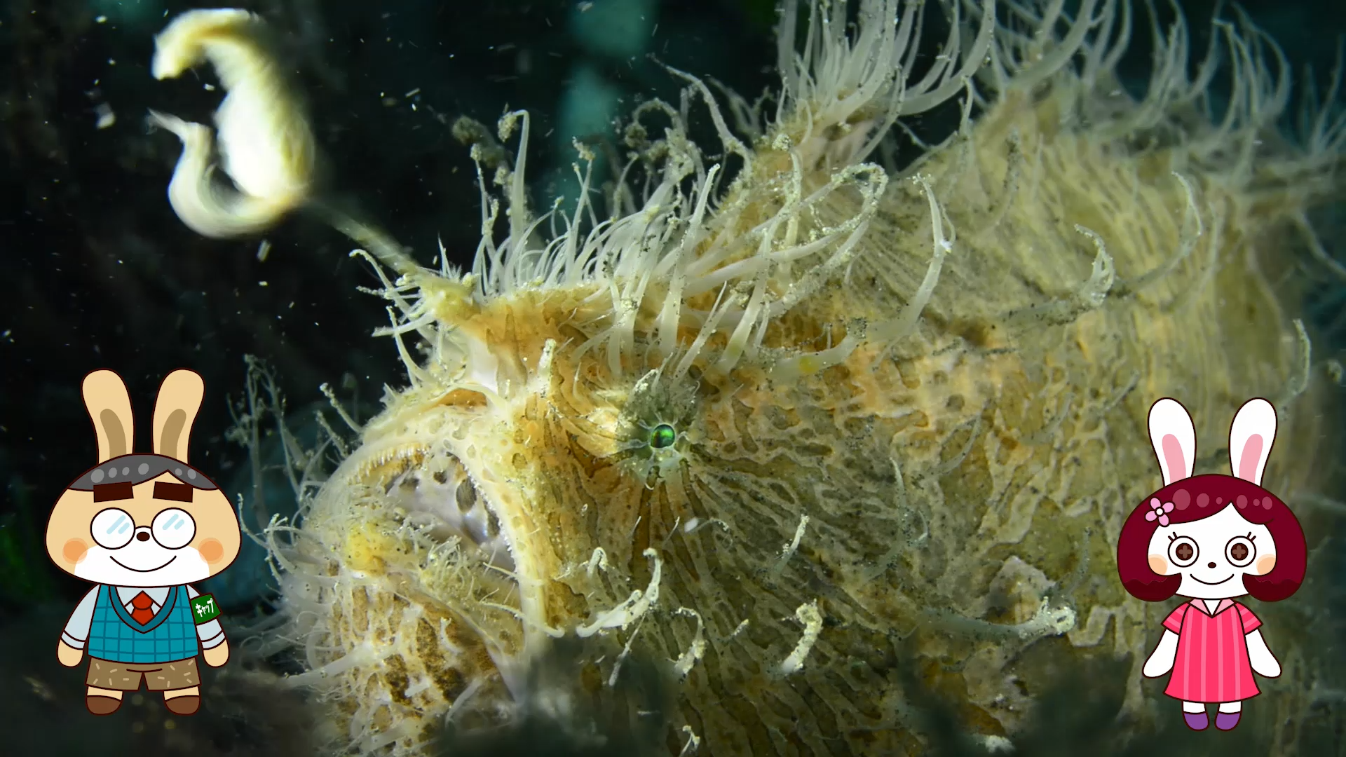 ▲付属の動画では、「新江ノ島水族館」「沼津港深海水族館」「沖縄美ら海水族館」を独自取材。ジンベエザメのエサやりなど、水族館の裏側をみることができます。また魚の驚きのスゴ技紹介など楽しい映像コンテンツが満載！魚の生態もよくわかります。