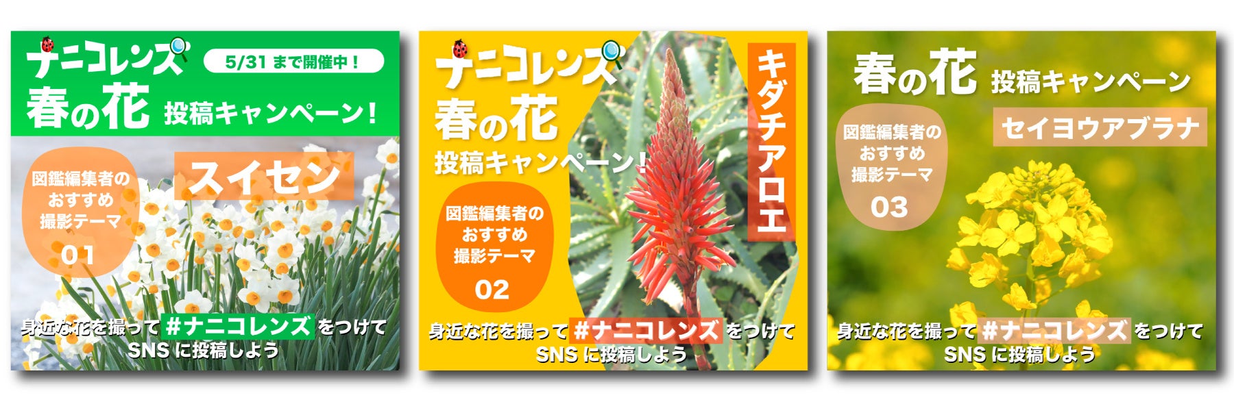 ▲この時期に見つけやすい花を紹介。探して撮る楽しみも。