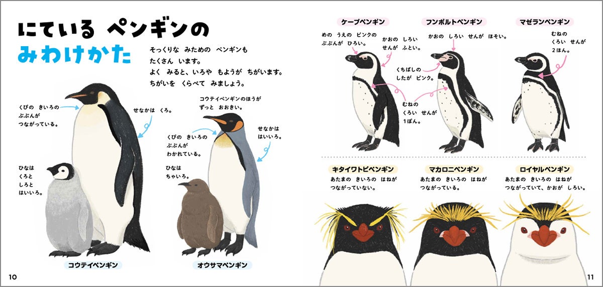 ▲そっくりのペンギンもいますが、胸の線の本数や頭の羽のつながり具合など、細かな違いがあります。イラストだから比べやすいですね。