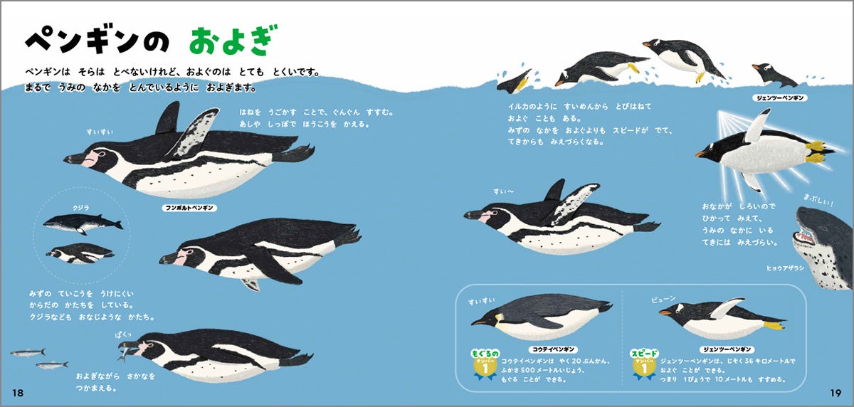 ▲ペンギンの泳ぐ姿も、イラストならじっくり見られます。水の抵抗を受けにくい体のかたちをしています。