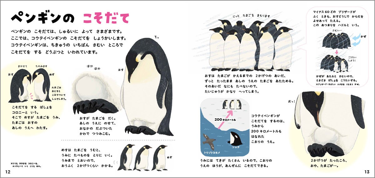 ▲コウテイペンギンは巣をつくりません。じっと立ったまま卵を温めます。その間何も食べないので体重もかなり減ってしまいます…。