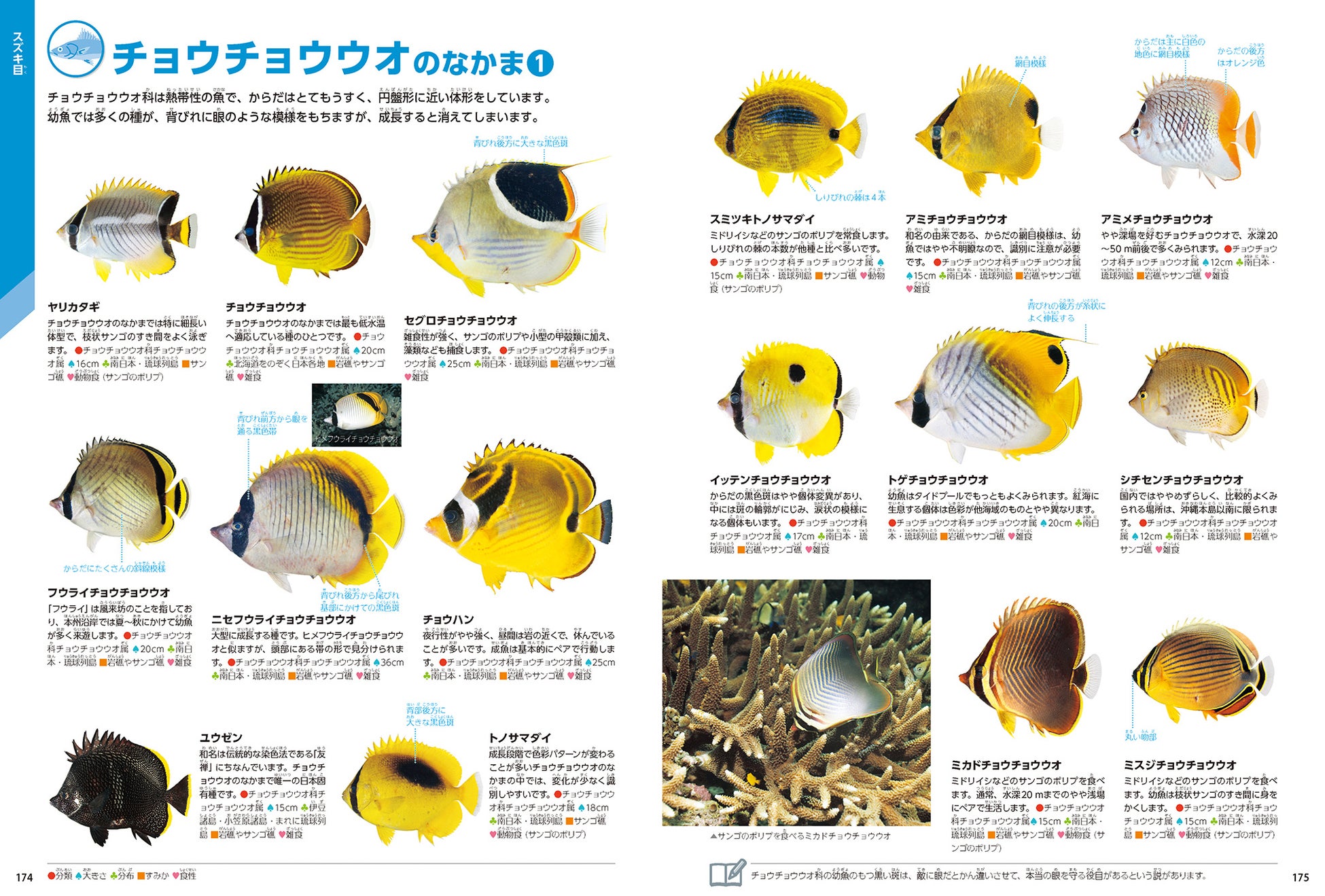 ▲種ごとの比較がしやすく見やすい紙面構成にパワーアップ! また標本写真は、学術的に正しいものをメインに使用。