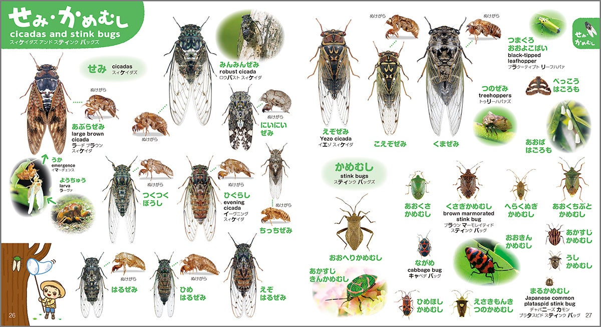 ▲夏によく見かけるセミのページでは、ぬけがらも紹介。