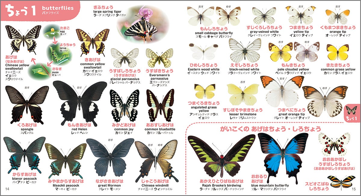▲美しいチョウたち。幼虫→さなぎ→成虫と成長する様子も紹介。