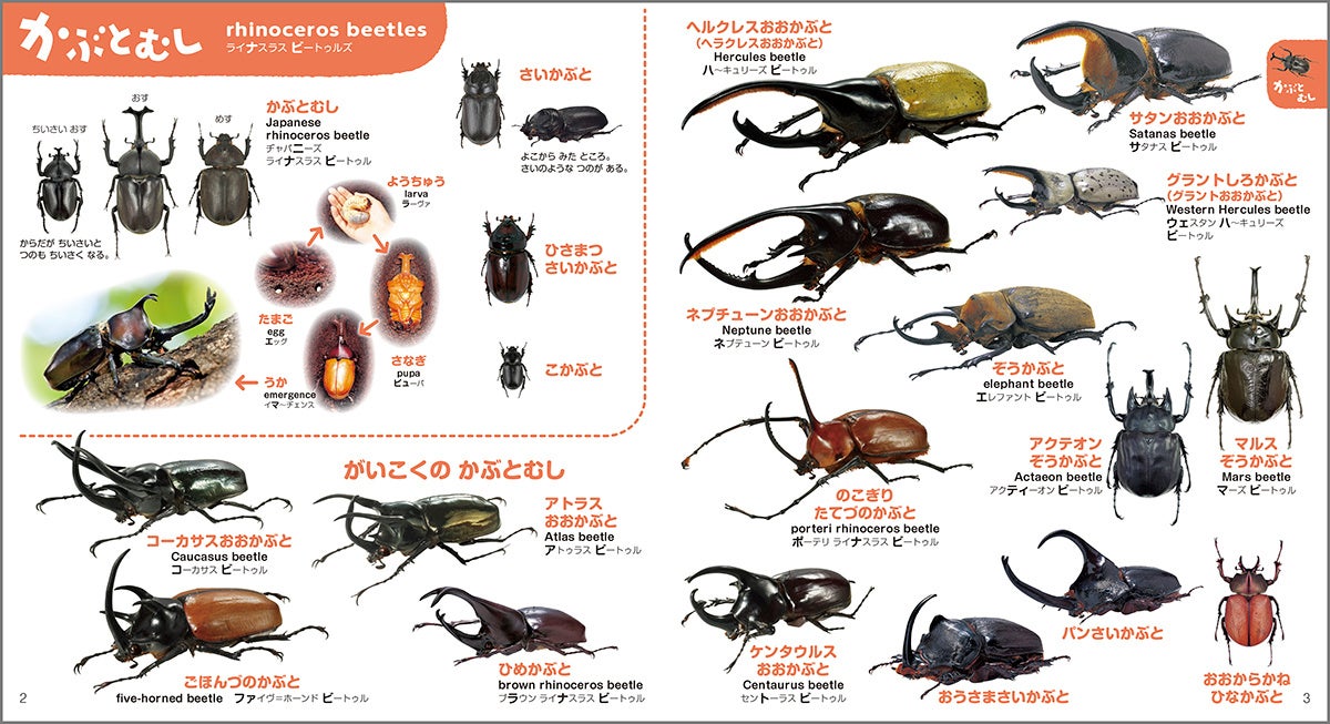 ▲大人気のカブトムシが大集合! 外国産のかっこいいカブトムシもいっぱい。