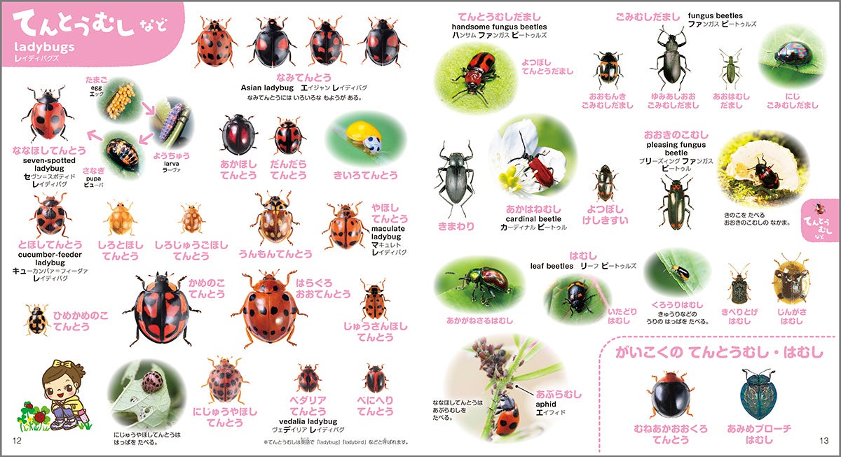 ▲テントウムシは「ladybug」、ハムシは「leaf beetle」など、虫の写真を見ながら英語に親しめます。