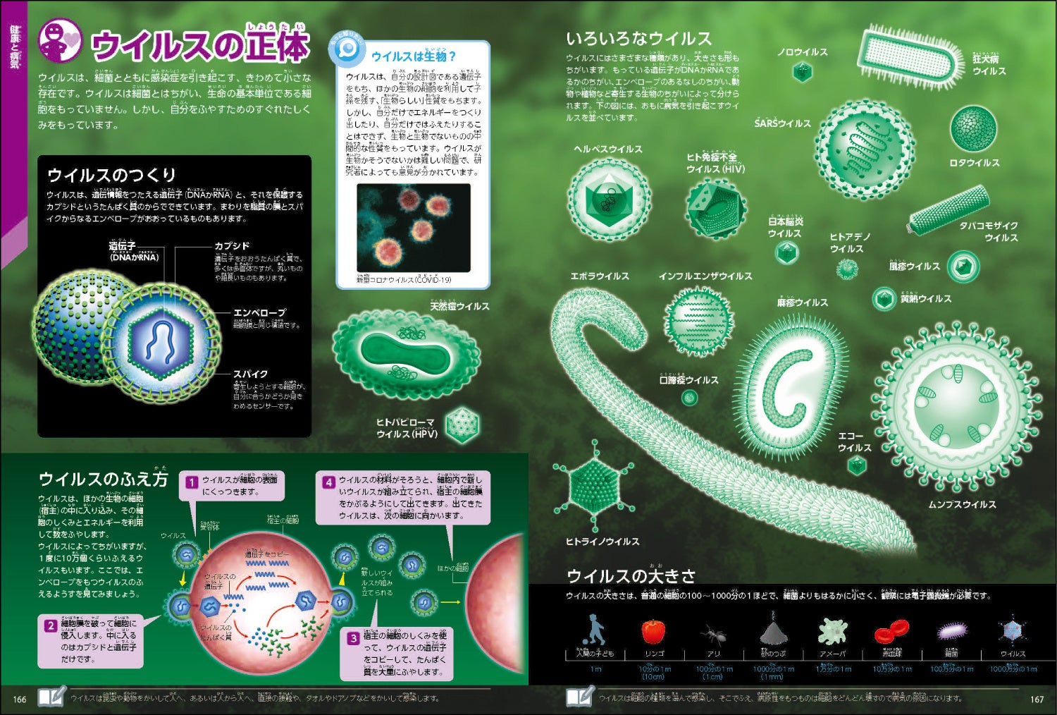 ▲ウイルスの種類や構造、ふえ方をわかりやすく解説。