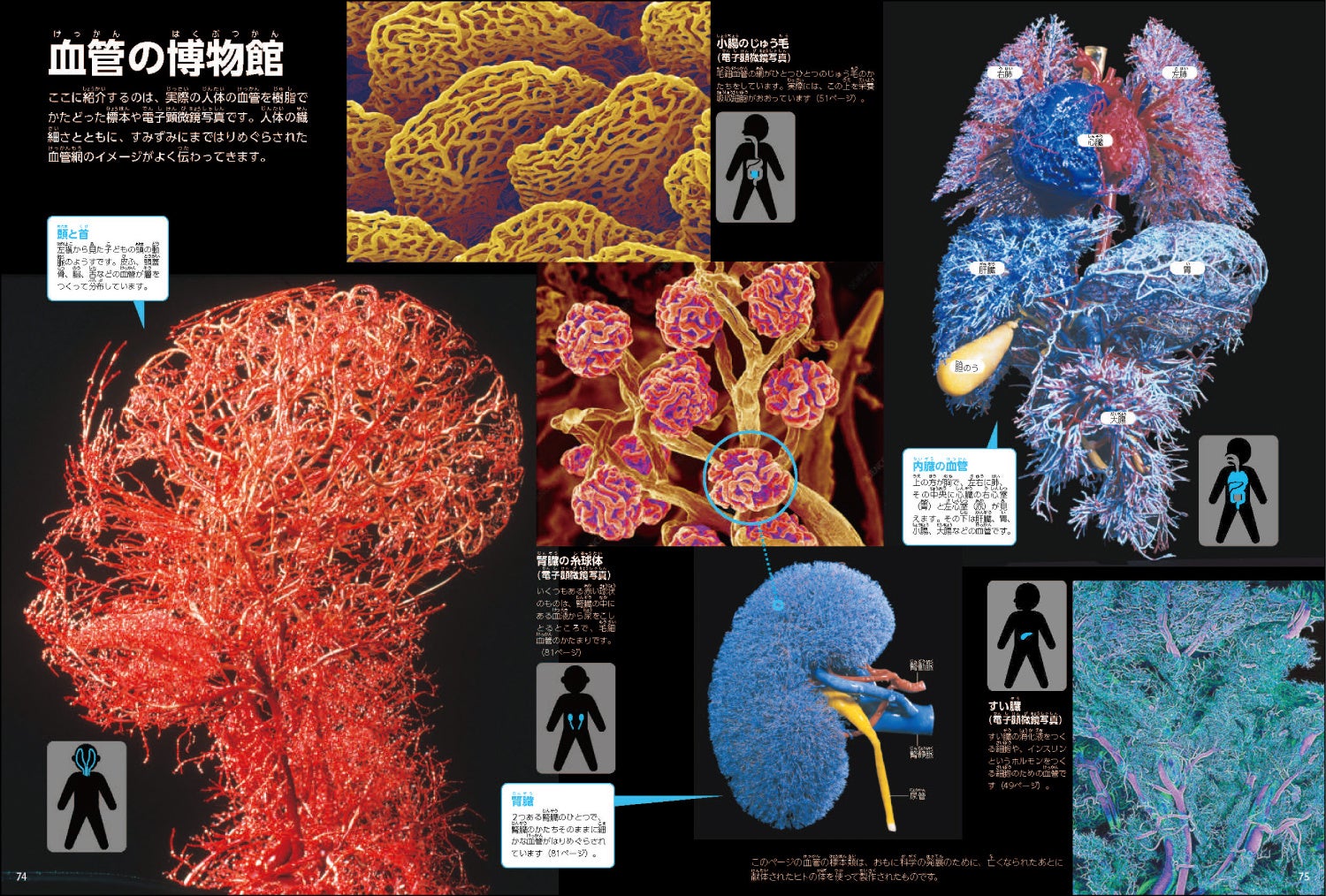 ▲全身にはりめぐらされた血管のネットワークが見える！