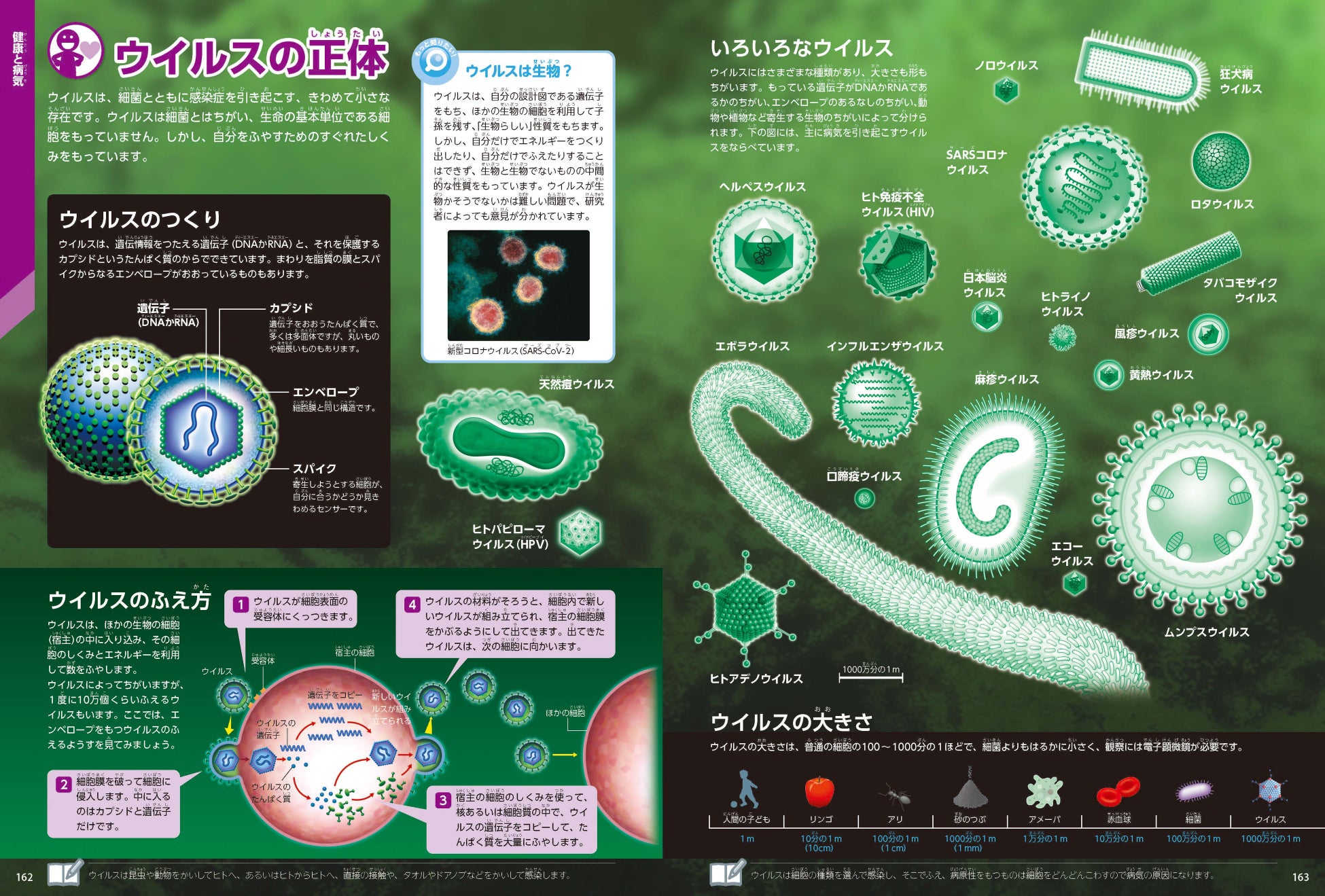 ▲ウイルスの種類や構造、ふえ方をわかりやすく解説。