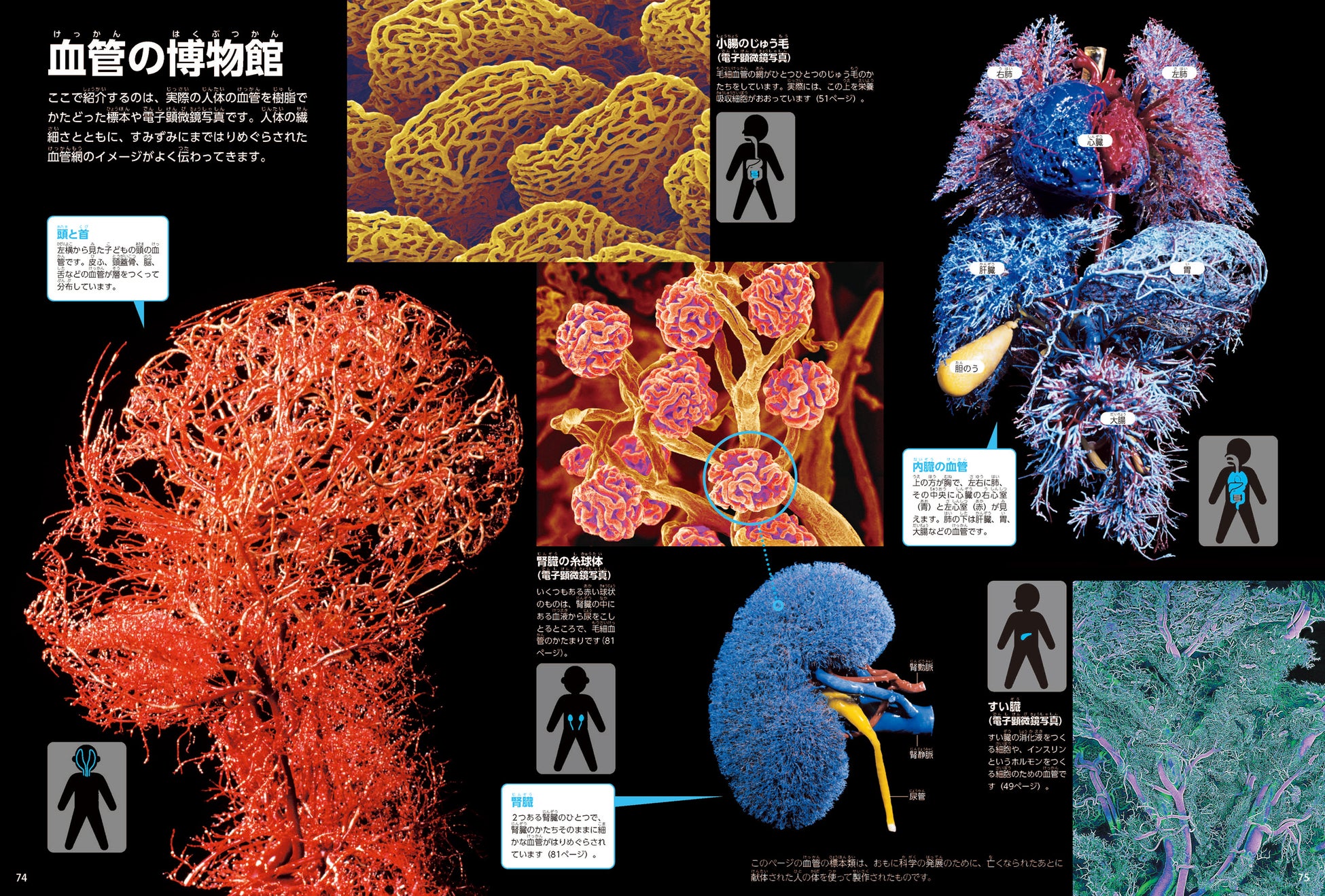 ▲全身にはりめぐらされた血管のネットワークが見える!