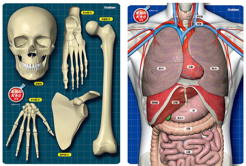 ▲ポスターを自分の体とくらべれば、内臓(表面)や骨格(裏面)の大きさが実感できる。
