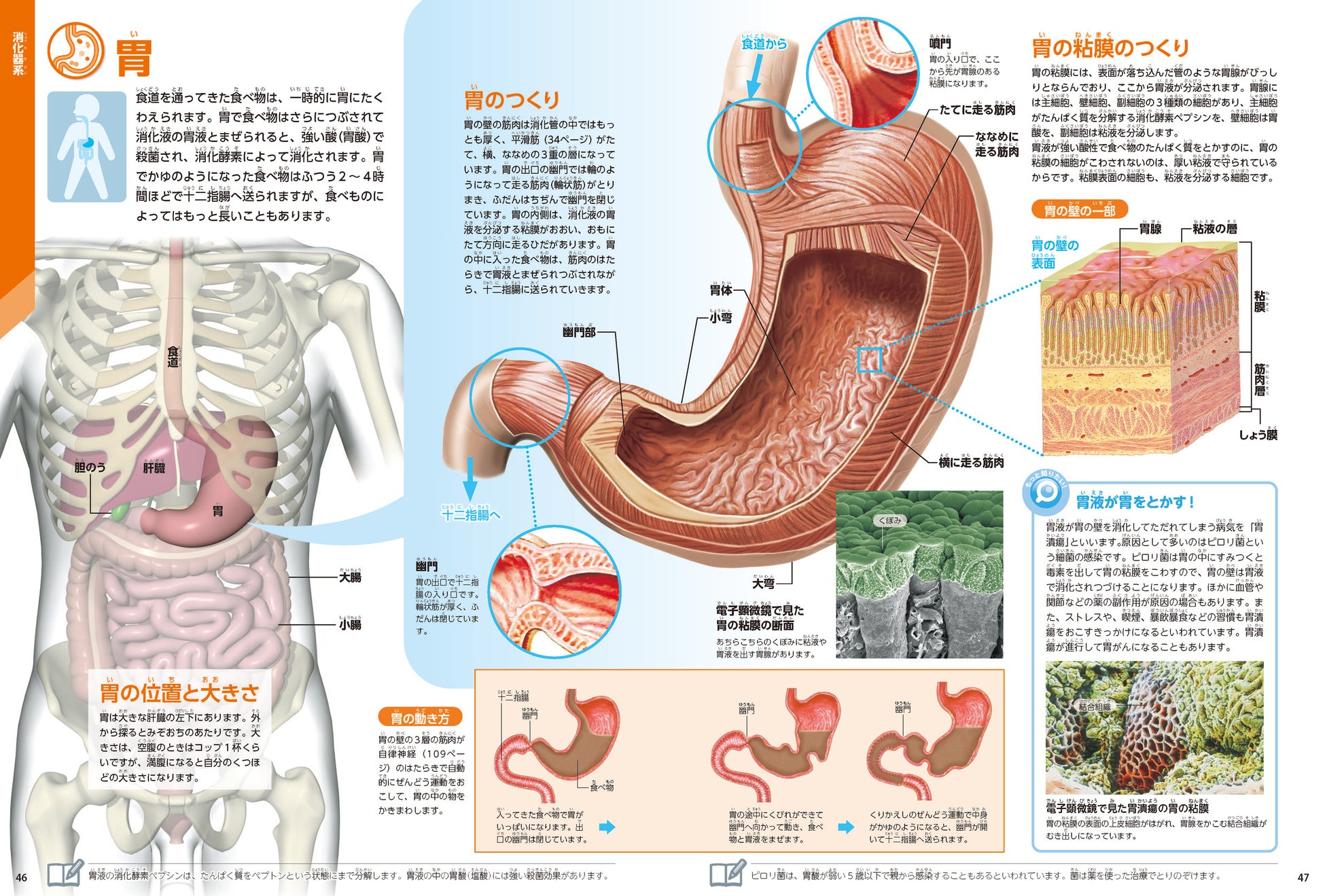 ▲胃のページでは、構造や前後の臓器のつながりがひとめでわかる。