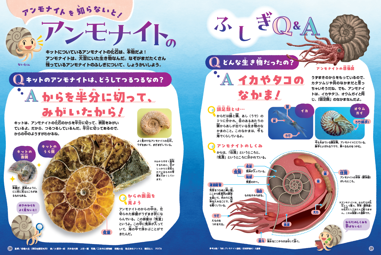 北海道アンモナイト　中川産ノジュール　化石　学習　研究　発掘キット　恐竜　科学 北海道アンモナイト 中川産ノジュール 化石 学習 研究 発掘